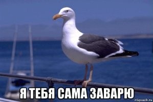 Их можно есть? В Подмосковье разрешили охотиться на чаек