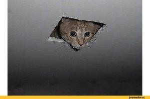 Шпионские котоштучки