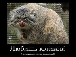 Маленький манул следит за оператором