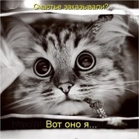Маленький манул следит за оператором