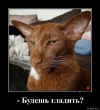 Маленький манул следит за оператором
