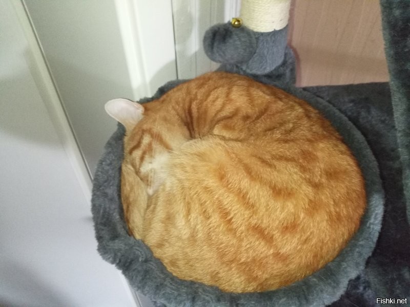 Наш хышник успевает ночью и поспать, и потыгыдыкать, и просто шум устроить. Днем  спит без проблем). В конце августа два года тоже исполнилось