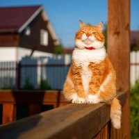 На правой фотографии - кот из России,  инстаграм этого кота cute_ginger_cat  и ему нахер не упёрлись канадские бассейны со страшными тётками.
А кость у него пушистая - потому что он любит зиму и снег.