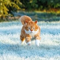 На правой фотографии - кот из России,  инстаграм этого кота cute_ginger_cat  и ему нахер не упёрлись канадские бассейны со страшными тётками.
А кость у него пушистая - потому что он любит зиму и снег.