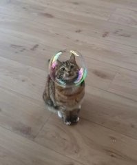 Шпионские котоштучки