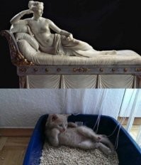 23 котейки, у которых есть собственное определение логики