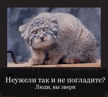 Маленький манул следит за оператором