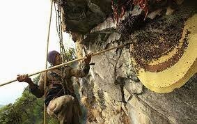 Когда-то интересовался определением фальсификата меда. Так вот - фактически невозможно отличить натуральный мед от фальшивки. Даже лабораторные исследования могут дать заключение о фальшивке только в том случае,если продавец совсем наглухо отбитый жлобяра и не добавил на бочку сиропа даже ложки настоящего меда. Во всех остальных случаях проверяется наличие пыльцы,и - она есть.. А количество пыльцы может очень сильно различаться и в натуральном продукте. Зависит от времени года,погоды,подкормки и т.д.  Подкармливать пчел сахаром начали уже давно.
 И поэтому получается, что как-то быть уверенным в качестве меда можно только если тебе его дали родственники,или при тебе собрали туземцы со скал..