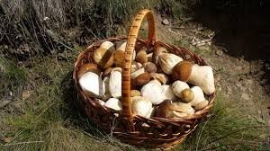 Большие грибы - это старые,а потому обычно червивые и невкусные. Гораздо лучше набрать полную корзину молоденьких и свеженьких.