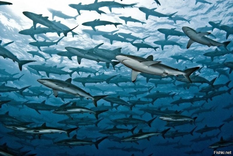 Шёлкова акула скорее всего, они такими стаями живут.