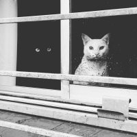 Шпионские котоштучки