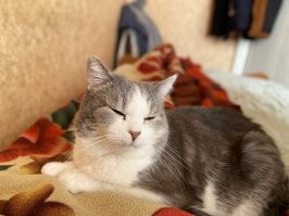 Мой красавец старичок, 11 лет уже. Время летит. Это для нас отрезок жизни, а для них целая жизнь .