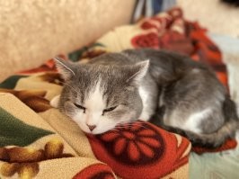 Мой красавец старичок, 11 лет уже. Время летит. Это для нас отрезок жизни, а для них целая жизнь .