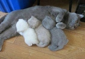 Кошки - мамы