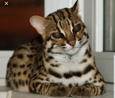 Лицо вроде сервала, а окрас бенгала). Мне кажется все таки оцелот. У сервала ноги длинные и ухи тоже). А где снимали? 
1. Кадр из гифки
2. Сервал 
3. Бенгальский кот
4. Оцелот