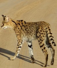 Лицо вроде сервала, а окрас бенгала). Мне кажется все таки оцелот. У сервала ноги длинные и ухи тоже). А где снимали? 
1. Кадр из гифки
2. Сервал 
3. Бенгальский кот
4. Оцелот