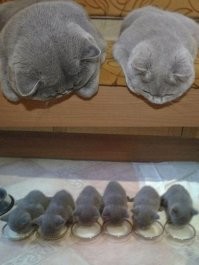 Кошки - мамы