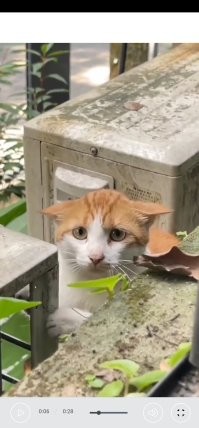 Голодный уличный кот преодолел свой страх