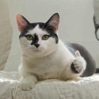 Голодный уличный кот преодолел свой страх