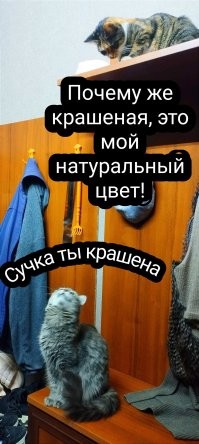 Коты-наблюдатели и их важные задачи