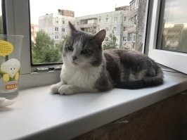 мой любит смотреть в окно, даже на НГ фейерверки, не пугают хлопки петард. Растянется на окне и лежит кайфует, ветерок дует..