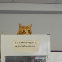 Коты-наблюдатели и их важные задачи