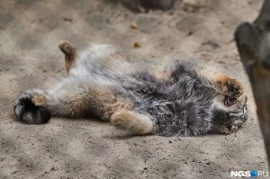 Не ищите здесь смысл. Здесь в основном маразм