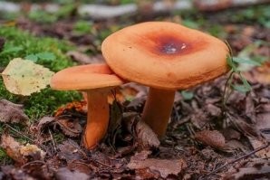 Собираю молоканки (млечники) и лисички. Первые никто не собирает и их просто огромное количество в лесу.