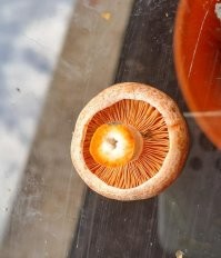 Рыжики пополам надо резать, у них часто ножка целая в внутри всё в червях