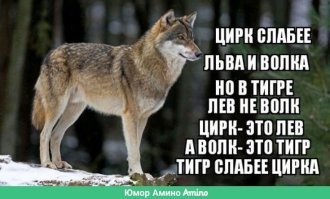 В Китае лев напал на дрессировщика во время выступления