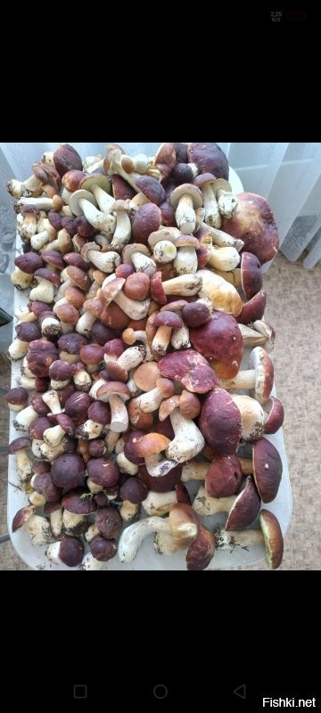 Псковская земля всегда была богата грибами!