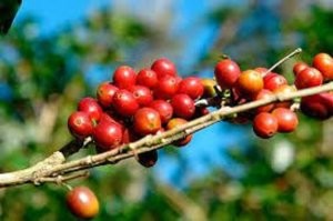 20. Кофе - на самом деле не зёрна, а плоды, или кофейная вишня, которая растёт на кофейном дереве



ТС, а зачем ты тогда публикуешь это фото, а не фото плодов?