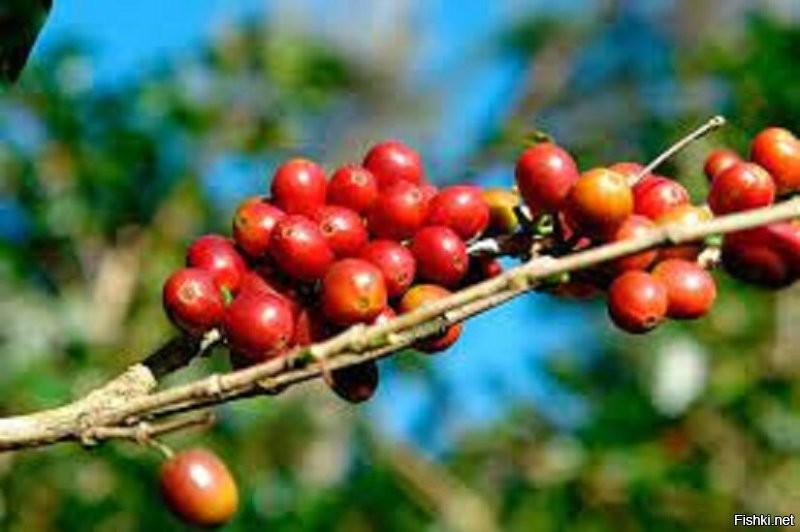 20. Кофе - на самом деле не зёрна, а плоды, или кофейная вишня, которая растёт на кофейном дереве



ТС, а зачем ты тогда публикуешь это фото, а не фото плодов?