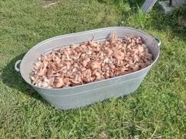 "Что за гриб?": пользователи делятся своим урожаем из леса