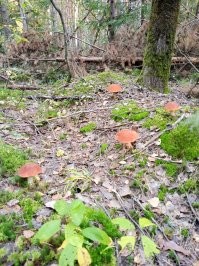 "Что за гриб?": пользователи делятся своим урожаем из леса