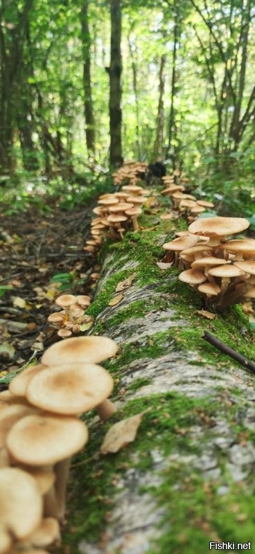 "Что за гриб?": пользователи делятся своим урожаем из леса
