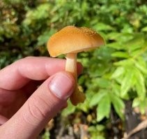 Вот первое, это опёнок, а вот второе (практически мало отличимое, бывает совсем без канта на ножке) это галерина окаймлённая, гриб в котором яда больше чем в бледной поганке раз в десять ...