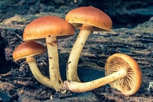 Вот первое, это опёнок, а вот второе (практически мало отличимое, бывает совсем без канта на ножке) это галерина окаймлённая, гриб в котором яда больше чем в бледной поганке раз в десять ...
