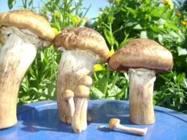 Автор! Это самый настоящий опёнок! Лесной. Никакая не рядовка.  Вот они же. Причём, это самый классный опёнок для маринада.  А рядовка.... Ты хоть её видел когда-нибудь? А тот, твой опёнок, это луговой опёнок.