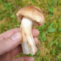 Автор! Это самый настоящий опёнок! Лесной. Никакая не рядовка.  Вот они же. Причём, это самый классный опёнок для маринада.  А рядовка.... Ты хоть её видел когда-нибудь? А тот, твой опёнок, это луговой опёнок.