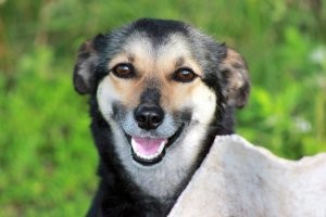 17 потешных животных, которым так мало надо для счастья