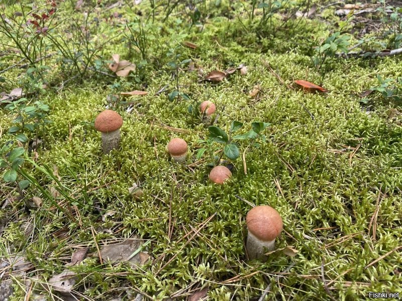 "Что за гриб?": пользователи делятся своим урожаем из леса