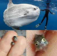 15 сравнений, демонстрирующих невероятные перевоплощения яиц различных насекомых во взрослых особей