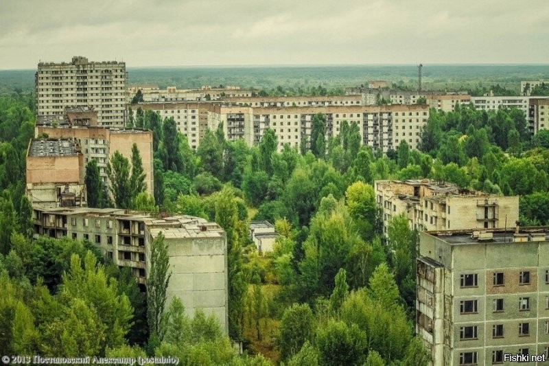В том то и дело, что за 50 лет, они бы уже весь город скрыли. Вот фото Чернобыля, а его забросили на 12 лет позже.