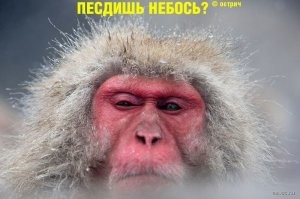 Гориллы, спасающиеся от дождя, рассмешили посетителей зоопарка