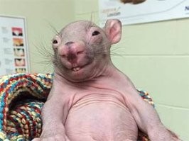 17 потешных животных, которым так мало надо для счастья