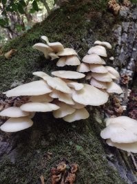 Кладница  (Pleurotus ostreatus) Вёшенка обыкновенная