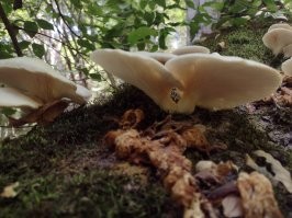 Кладница  (Pleurotus ostreatus) Вёшенка обыкновенная