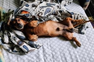 Когда все уходят на работу, а ты собака и тебе не надо ))))