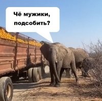 В ЮАР слоны совершили налёт на сломавшуюся фуру с апельсинами